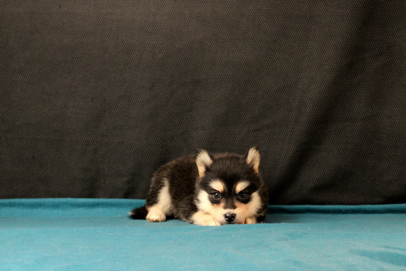 puppy, for, sale, Pomsky, Matthew B. Stoltzfus, dog, breeder, Gap, PA, dog-breeder, puppy-for-sale, forsale, nearby, find, puppyfind, locator, puppylocator, aca